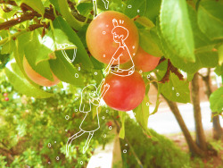 uneo:  fruit climbers  