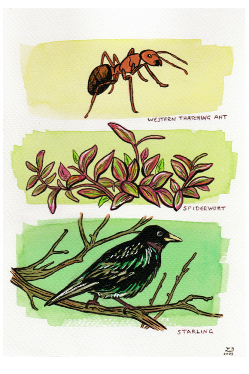 Nature in greenwestern thatching antspiderwortstarlingMixed media (inks, watercolours, marker on A5 