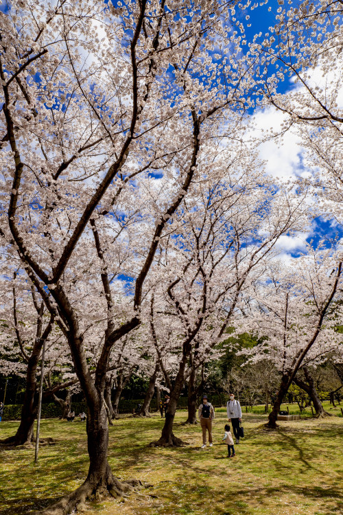 桜の園