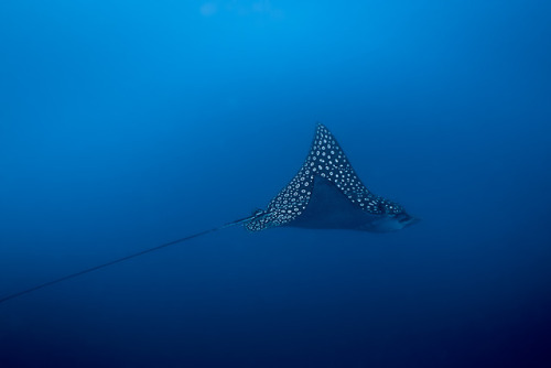 scubaguys:A spotted eagle ray sighting in Belize. Unfortunately, they’re typically seen a ways off i