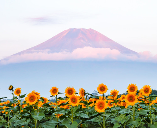 expressions-of-nature:  Mount Fuji, Japan by Shinichiro Saka