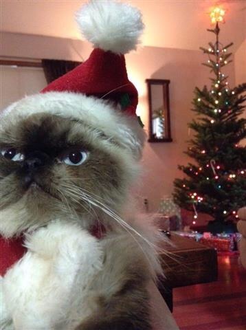 Hello December(via Holiday Photos with Pets)