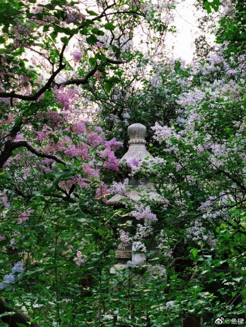 fuckyeahchinesegarden:lilac blossoms in fayuan temple法源寺 by 鱼樑