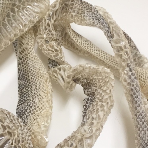 Snake skin from a 2m Python I’ll be using in my install