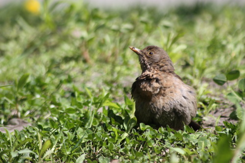 Female Turdus merula