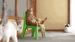 srsfunny:  Just A Cat On A Plastic Chairhttp://srsfunny.tumblr.com/ 