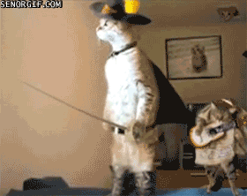 Cat Gifs