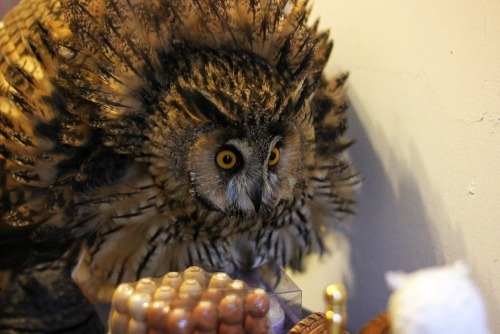 kitsunecoffee:  thekumazone:  Owls may be symbols of wisdom, but they’re actually complete morons  I’M BIG DON’T TOUCH ME 