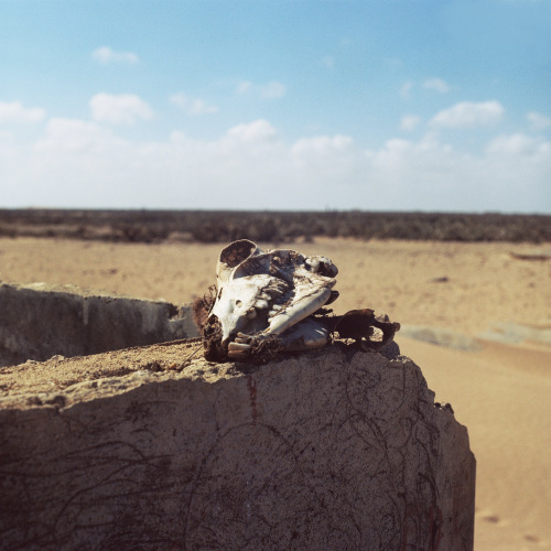 Calavera. La Guajira 2014