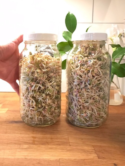 Healthy sprouts in six days.  March 14th 2017 Bringing healthy food to the table, especially for the