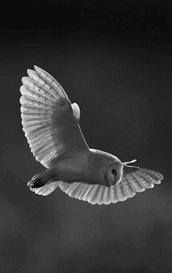 marksheridan43:  Snowy Owl in Flight