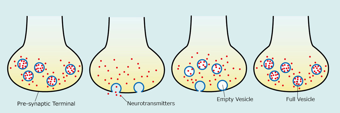 neurosciencestuff: (Image caption: The process of recycling at a synapse. First,