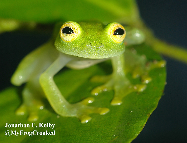 my aesthetic is panic — myfrogcroaked: Frogs are going extinct and we...