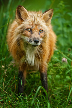 brutalgeneration:  sad sweetheart by Naturfotografie - Stefan Betz on Flickr.