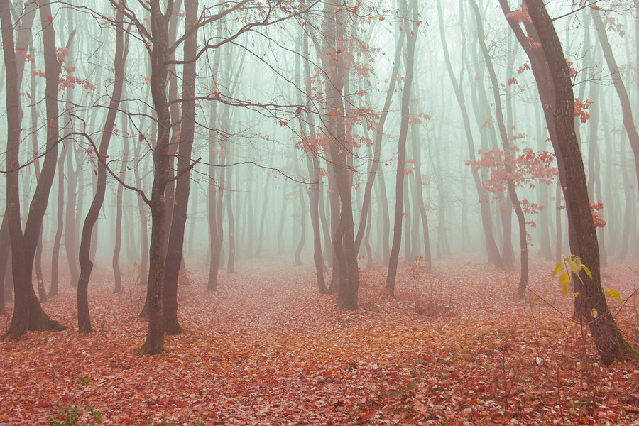 jacindaelena:  by Adrian K. 
