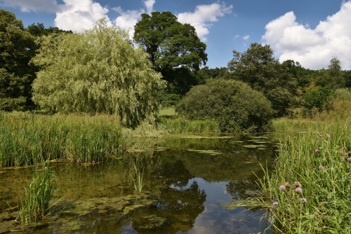 Day 1137 - pond in Londesborough Park