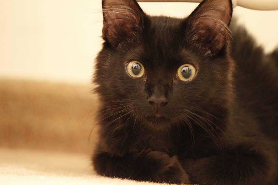 rebelrocker14:  nyxandriadracos:  catsbeaversandducks:  Black Cats are Good Luck