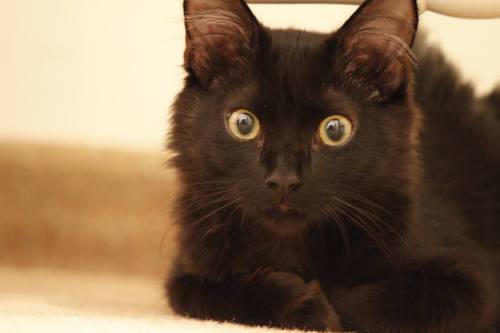 botanycameos: catsbeaversandducks: Black Cats are Good Luck Photos via Pinterest Poor black kitties.