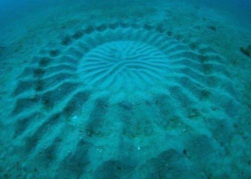 A Pufferfish&rsquo;s GardenFor years divers off the coast of Japan encountered these enormous, 2 met