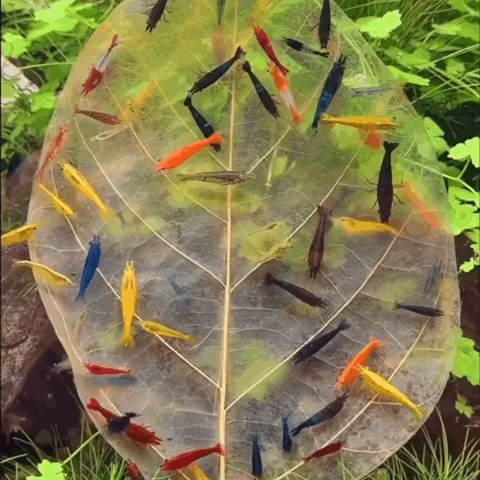 Colorful Shrimp