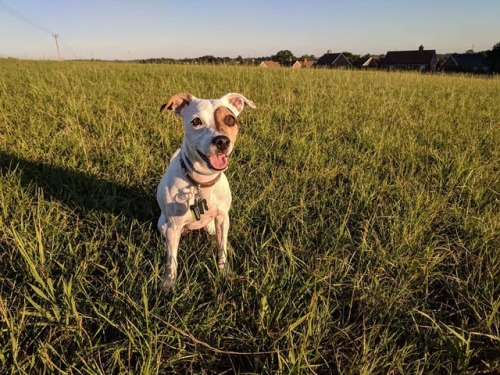 Crazy eyes #pippa #jackrussell #terrier #jackrussellterrier #dogsofinstagram