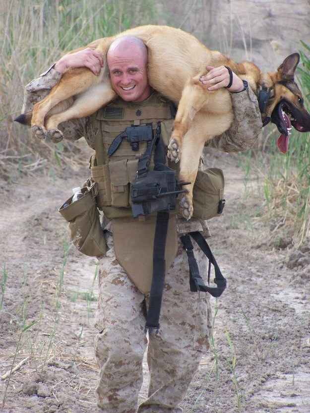 corgis-everywhere:  In honor of Veteran’s Day, meet Lucca,  an amputee veteran