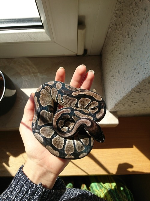 peaceloveandsuchthings:This is Filius right after shedding :)It’s so incredible how much he’s grown 