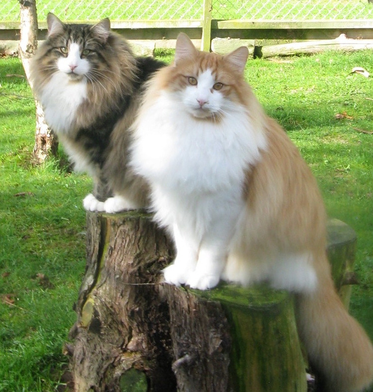 awwww-cute:  Cats are just amazing (Source: http://ift.tt/1NxgMBd)