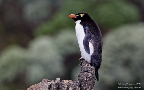 Queen of the Rock!