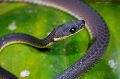 doodlepede:end0skeletal-undead:Ecuador Frog-eating Snake, Diaphorolepis wagneriPhotos by Matthieu Be
