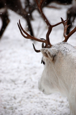 skyvvard:  White Reindeer by redditpictures