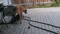 gifsboom:  This dog would make a perfect shelter if he didn’t keep moving. [video]