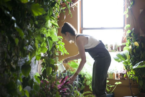 mymodernmet: Woman Transforms Her Brooklyn Apartment Into Indoor Jungle with 500 Lush Plants