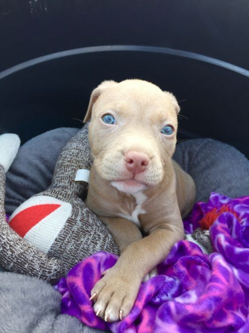 endless-puppies:Cali the adorable pitbull puppy!