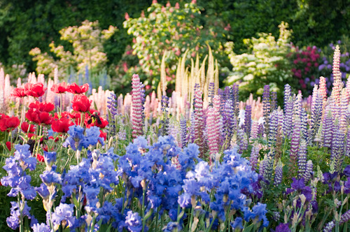 floralls: Cottage garden by  Georgianna Lane 