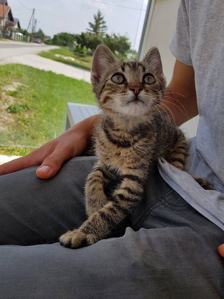 kittenskittenskittens