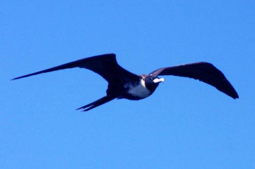 The Bird is NonstopThe frigatebird is a flying conundrum: an aquatic bird that spends most of its li