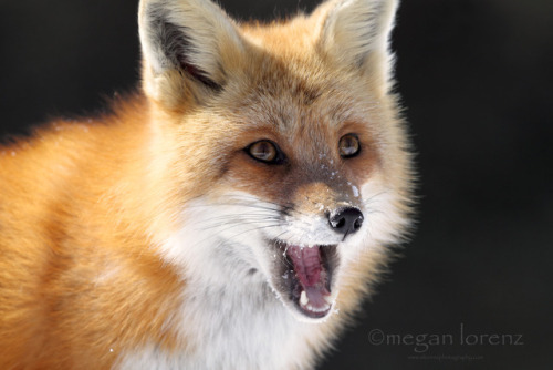 everythingfox: :D Photo by Megan Lorenz