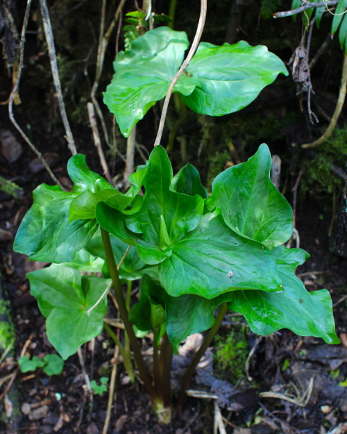 XXX steepravine:  Giant Trilliums About To Pop photo