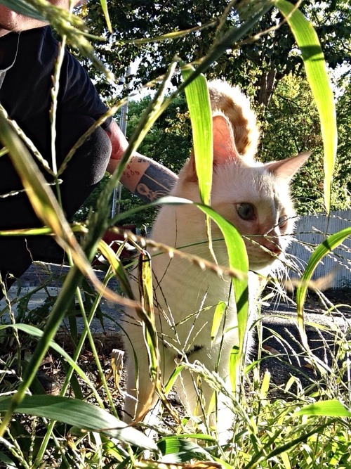 lil punk cat and friend feat. the grass