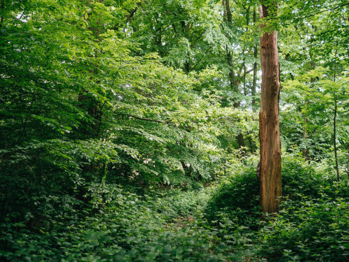 Highgate Wood by Andrew Ridley