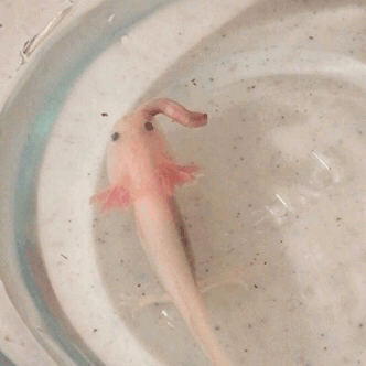 He Is Just A Little Axolotl Man Explore Tumblr Posts And Blogs Tumgir