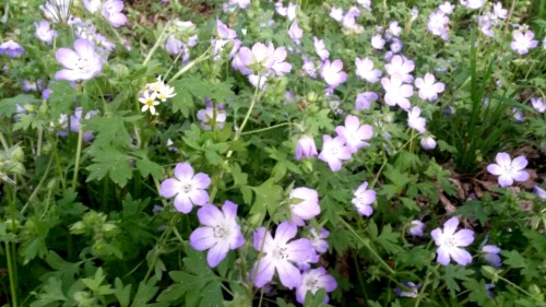 p-ricklypear: actual faerie meadow of spring flowers and sunlight