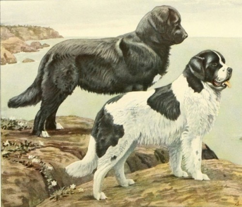 Newfoundlands (Canis lupus familiaris) for #WetnoseWednesday! With their webbed feet and water resis