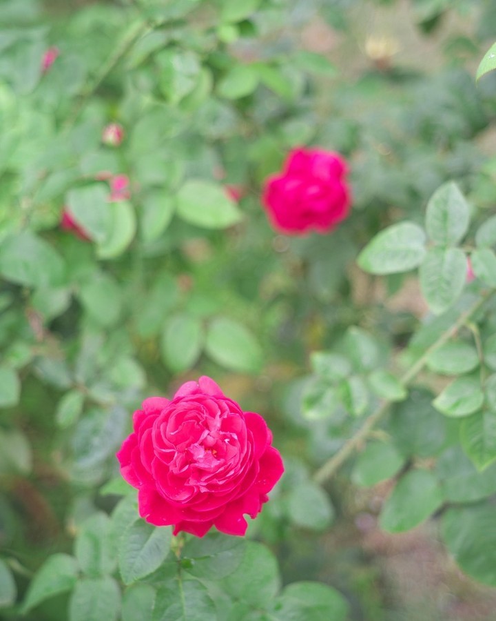 靱公園バラ園のバラ。
LEICA M8＋NIKKOR-H･C 1:2 f=5cm
#utsubopark #osaka #japan #oldlens #leica #leicam8 #靱公園 #大阪 #オールドレンズ #ライカ