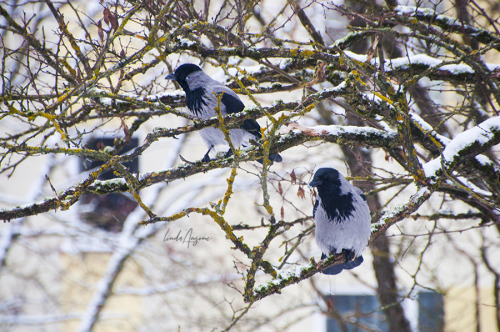 hooded crow