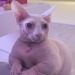 jacsunshine:F A T 