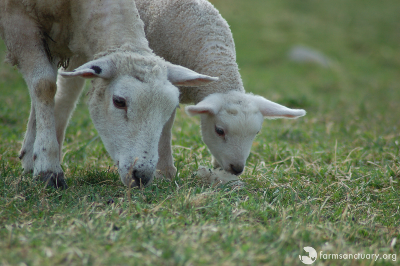 Would Ewe Rather Be a Lamb or a Lemming? - The Santa Barbara