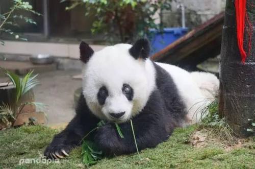 soinlovewithpandas: Basi at the Fuzhou Giant Panda Research and Communication Center in China.“Basi,