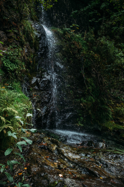 christophermfowler:Tillamook State Forest, OR | September 2016